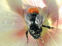 Bumble bee in hollyhock