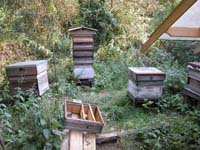 My apiary: 4 hives